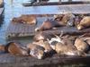 sea lions 2