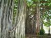 Banyan trees